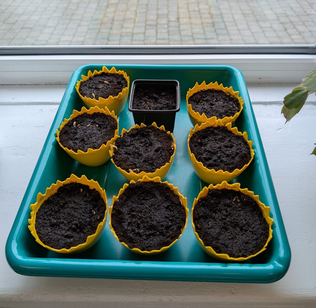 Dzieci z grupy Motylki podczas siania owsa