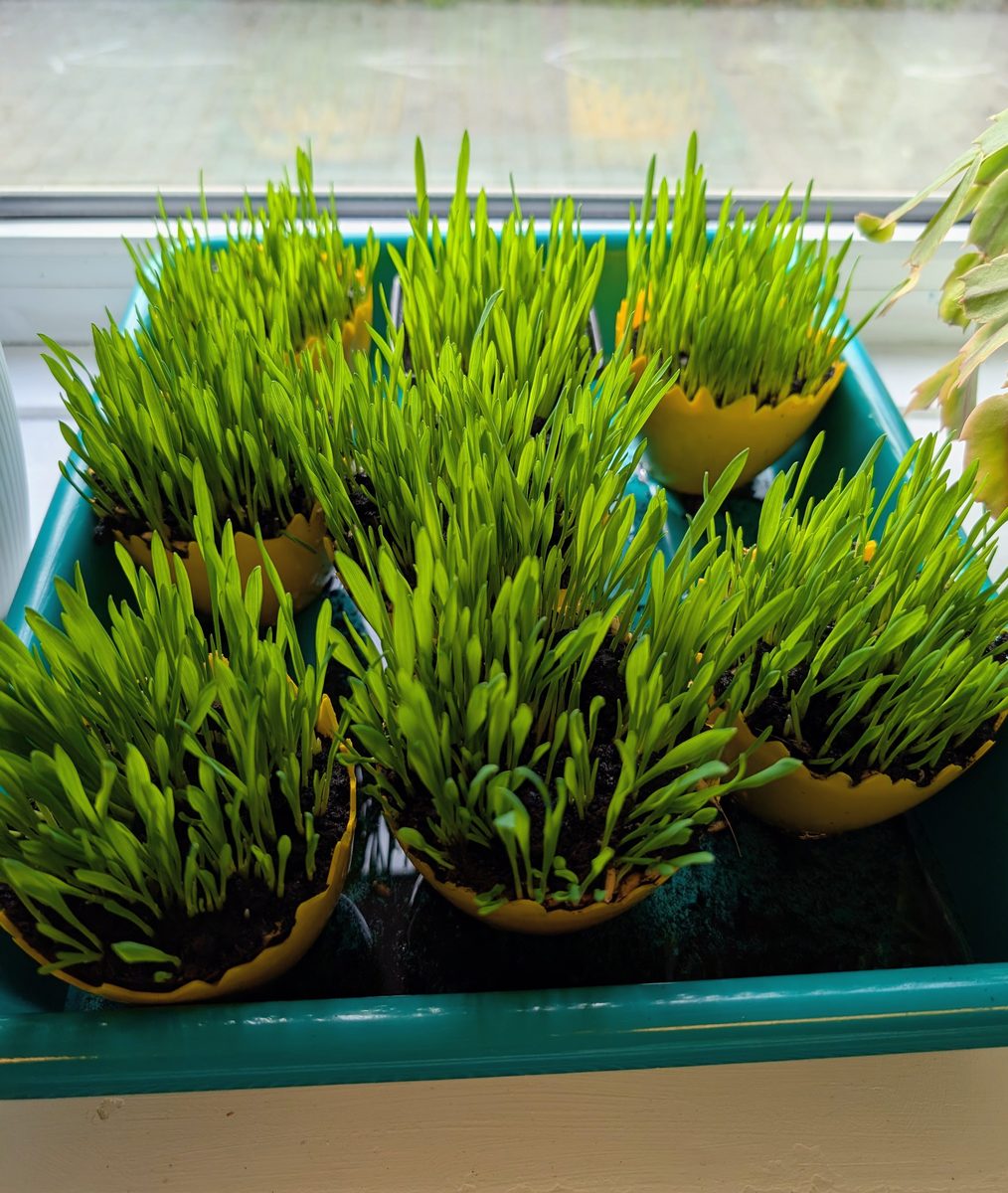 Dzieci z grupy Motylki podczas siania owsa